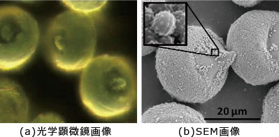 図1 光学顕微鏡とSEM の画像比較(試料名:スギ花粉)
