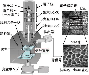 図2 SEM の構造と像形成原理