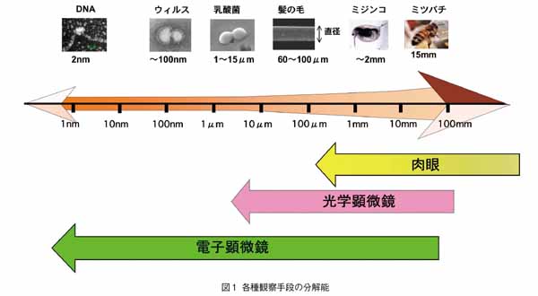 各種観察手段の分解能