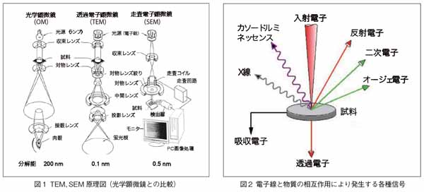 TEM、SEM原理図（光学顕微鏡との比較）と電子線と物質の相互作用により発生する各種信号