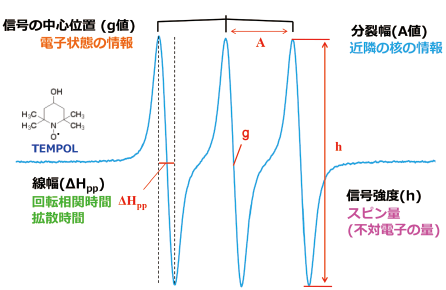 図2 ESR からわかること