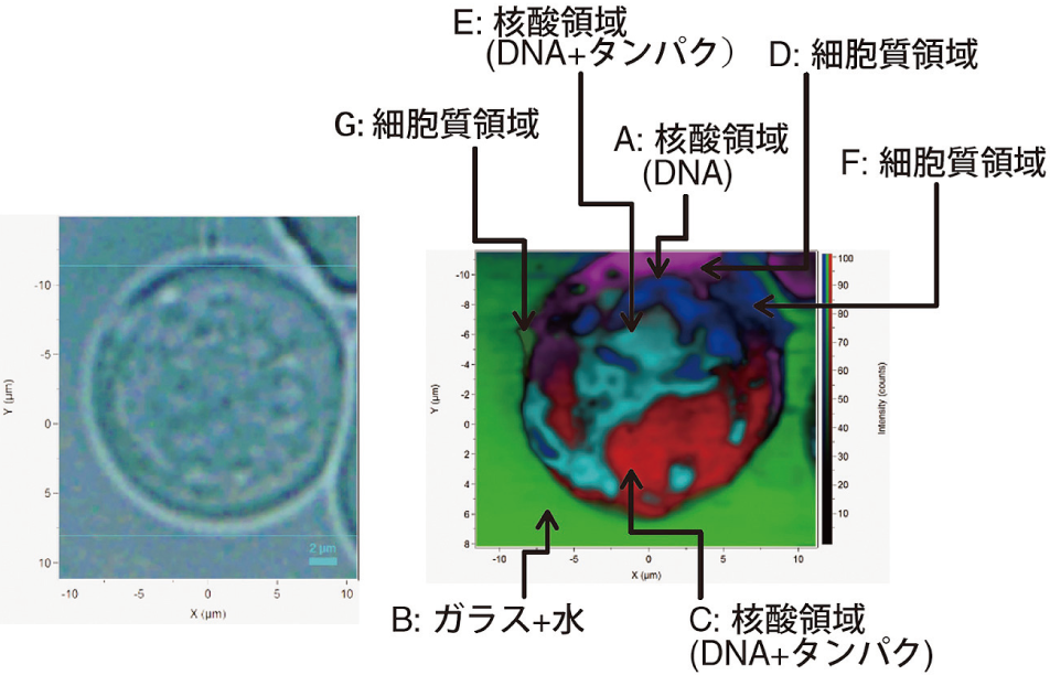 図5 ミエローマ細胞のラマンイメージ