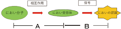 図1 においを感じるプロセスの概略