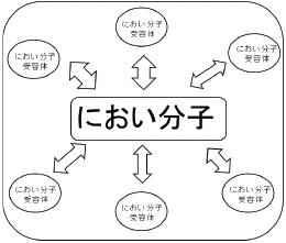 図2 におい分子を認識する多数のにおい分子受容体