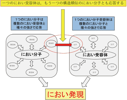 図3 におい分子とにおい分子受容体からのにおい発現の仕組み