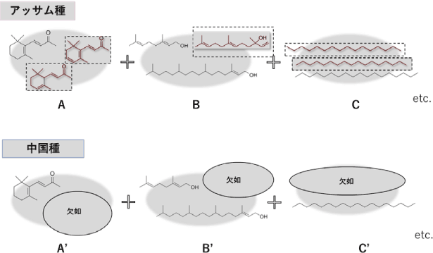 図12 アッサム種タイ緑茶と中国種タオ緑茶の香気の違いと成分の関係