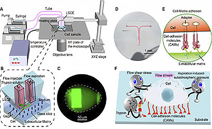 図４　Single cell matrix adhesion measurement for evaluating functions of biomaterials. (A) Operation system for cell adhesion measurement. (B) The device for single-cell extraction. (C) Zone of fluoresceinsolution at the surface underneath the device. (D) Photograph of the device filled with dye. (E) Mechanism of cell-matrix adhesion. (F) The process of cell detachment. 