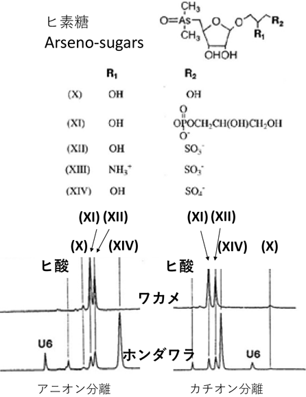 図2 HPLC-ICPMS によるヒ素化学形態分析 (海藻抽出液中のヒ素化合物:U6 は未同定ヒ素化合物)
