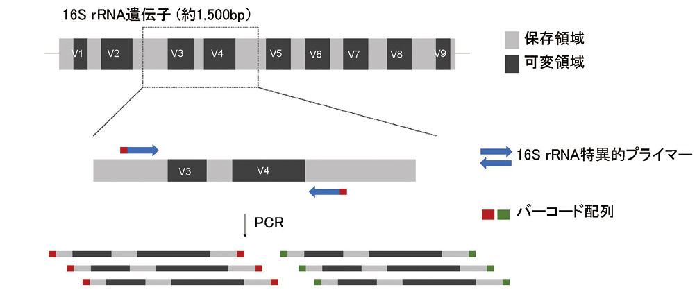 図２. メタ16S解析のライブラリ調製
