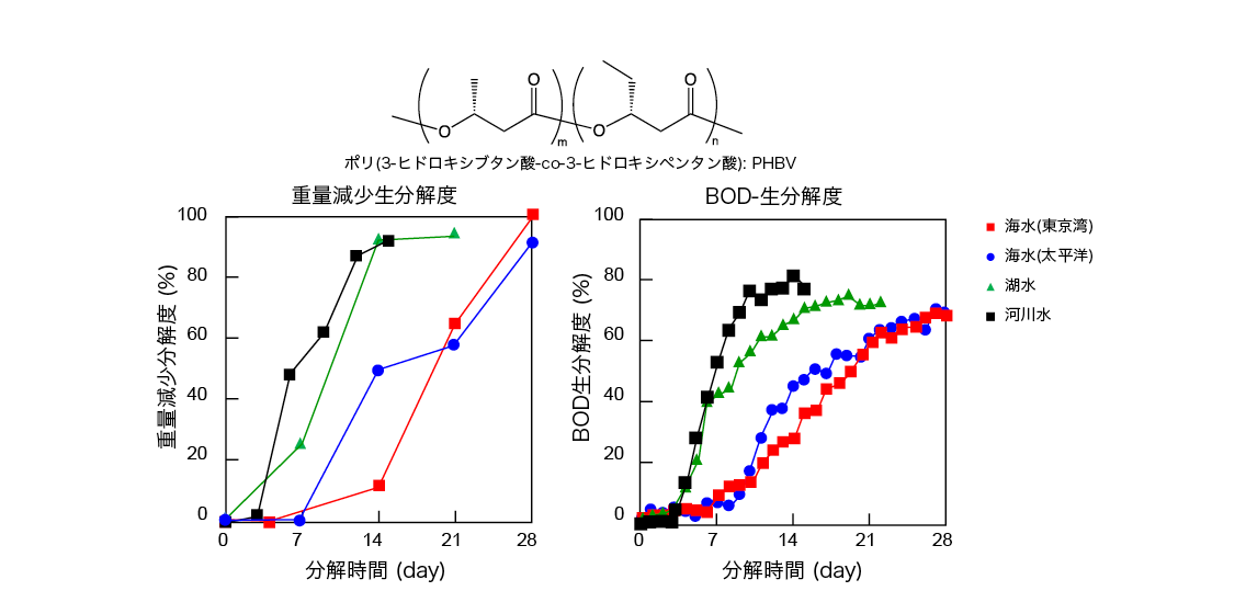 図1. バイオポリエステルPHBV の環境水中における生分解度試験