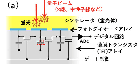 図１(a) 間接変換型 FPD の概要図（断面図）