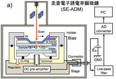 a）走査電子誘電率顕微鏡（SE-ADM）