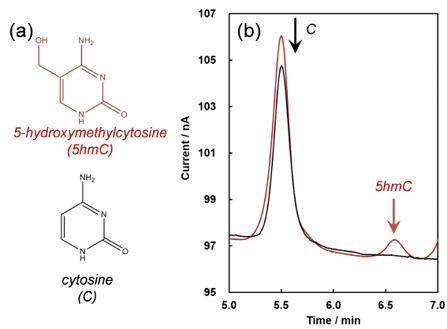 図５　（a）5hmC とC の化学構造、（b）5hmC のLC-ECD 測定。
赤：マウス脳由来gDNA、黒：ウシ胸腺由来gDNA
