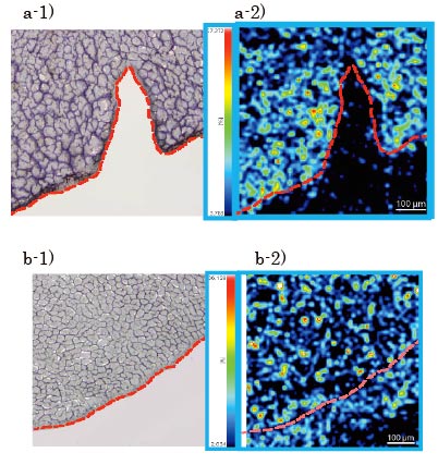 図２ マトリックス塗布条件の違いによるGSSG イメージング結果a-1) b-1): 光学画像　a-2):2 段階蒸着法 b-2):e スプレー-2): m/z 426 スケールバー:100 μ m