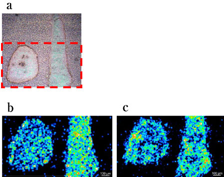 図３ マトリックス塗布条件の違いによるHemeB イメージング結果a : マトリックス塗布前光学画　b : 2 段階蒸着法　c: スプレー