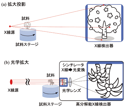 図1  X線顕微鏡の原理。(a)拡大投影法では、微小焦点X線源を用い、試料とスクリーンの距離を離して影絵を拡大する。線源、試料と検出器間距離の幾何学的関係によって、拡大率を調整することができる。(b)光学拡大法では、試料と検出器を近づけ、シンチレータで発光した光を光学レンズで拡大する。光学顕微鏡に近い分解能が得られる。