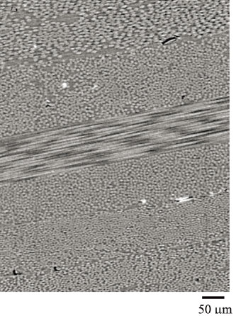 図４　炭素繊維強化樹脂800枚の投影像から再構成したCT断層像。白、灰色、黒い領域がそれぞれ炭素繊維、樹脂、およびボイドに対応する。投影像に較べ、炭素繊維の配向や微小なボイド領域が明瞭に観察される。