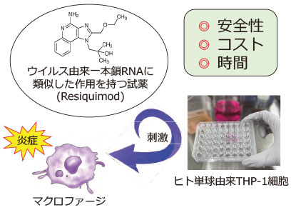 図４　ウイルス感染疑似細胞モデル