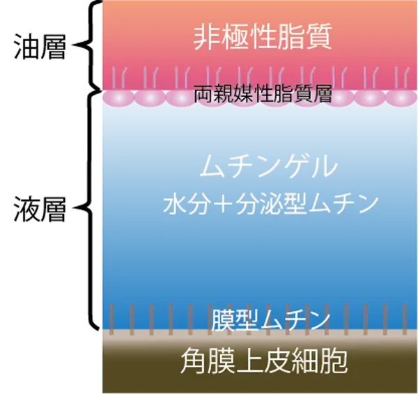 図3 最新の涙液構造