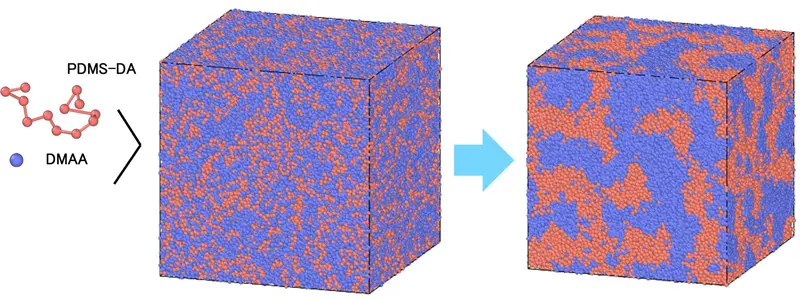 図6  両末端に重合基を導入したポリジメチルシロキサン(polydimethylsiloxane: PDMS-DA)の複数粗視化モデルと、N,N-ジメチルアクリルアミド(DMAA)の粗視化モデルに基づき、散逸粒子動力学(dissipative particledynamics: DPD)法により計算したSilicone Hydrogel構造。