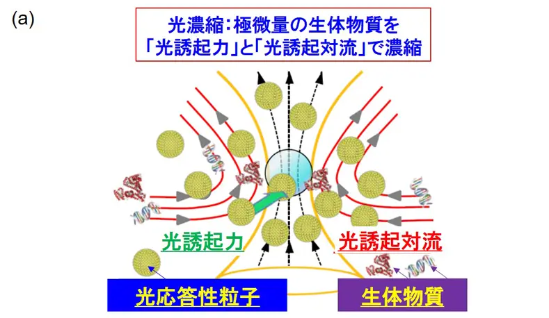  (a)光濃縮の基本原理
