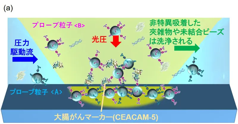 図4 (a)大腸がんマーカーCEA(CEACAM-5)へのMF-LACSYSの適用の概念図