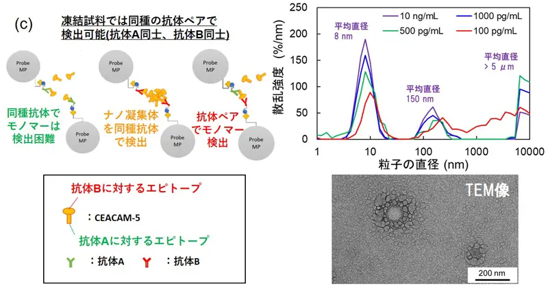 図5 (c)CEAナノ凝集体の検出の概念図と動的光散乱による散乱強度の粒子サイズ依存性および透過型電子顕微鏡(TEM)像。